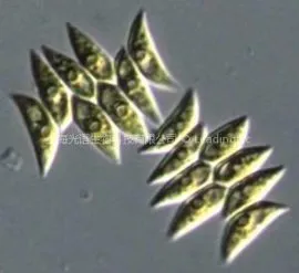 GY-D13 Scendesmus obliquus