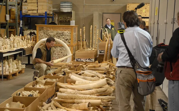 Seized ivory slated for destruction in the crush. Image: USFWS Mountain-Prairie.