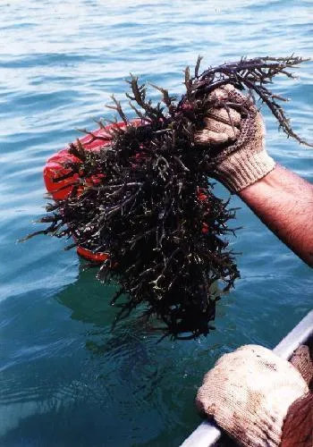 Kappaphycus alvarezii