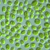 chlorella sp.
