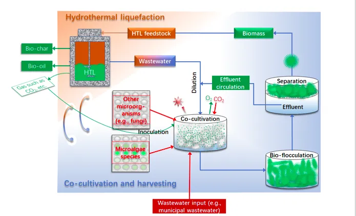 Microalgae By Hydrothermal Liquefaction