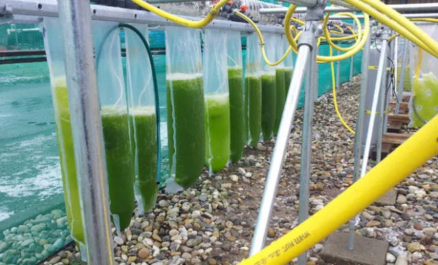 algae used as roofing material