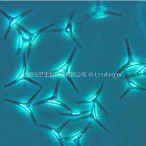 Phaeodactylum tricornutum