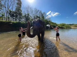 Foreign girls showering an elephant.