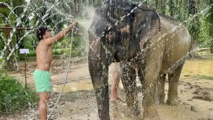 Manhut showering an elephant.