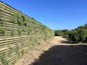 Mur antibruit végétal le long d'une route à Isolella