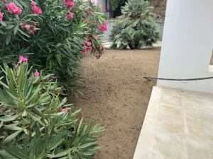 Plantations et terre végétale au pied d'une villa à Coti-Chiavari