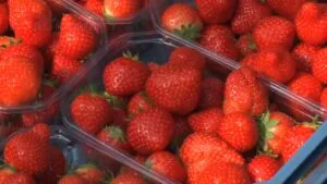 Полуниця в лоточці