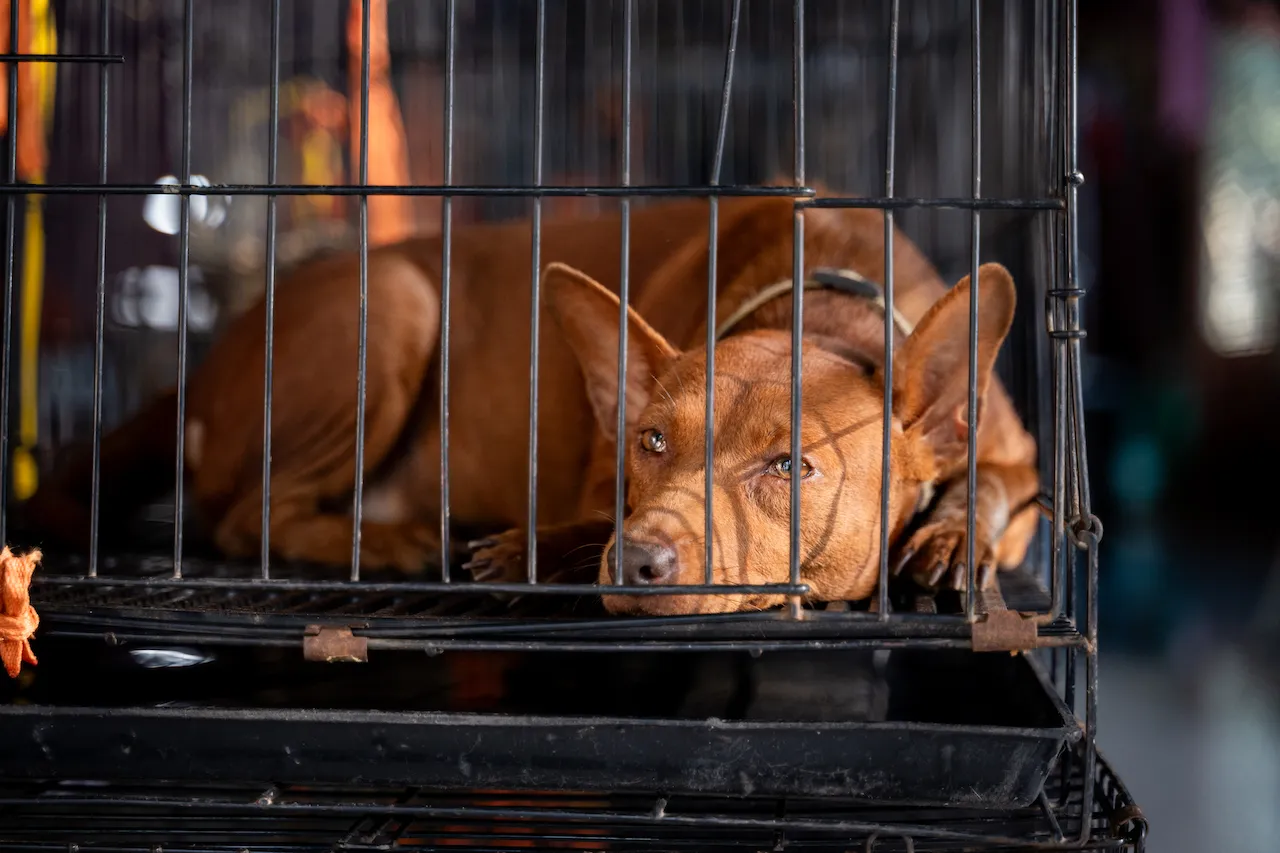 A street dog caught through Catch, Neuter, Vaccinate, Return programme waits for their turn to be spayed at Soi Dog X Happy Doggo mobile clinic.