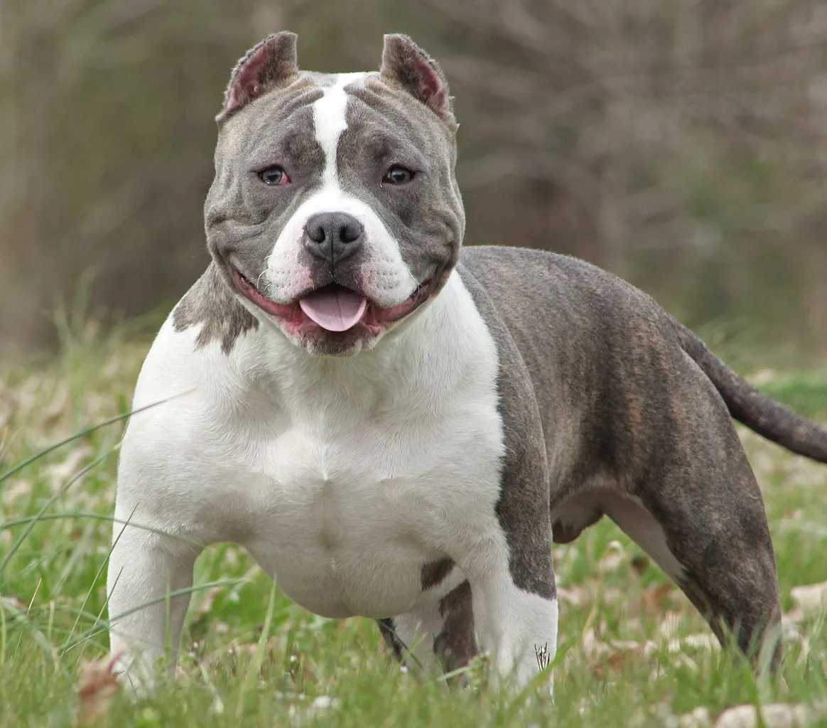 American Bully Pocket Male.