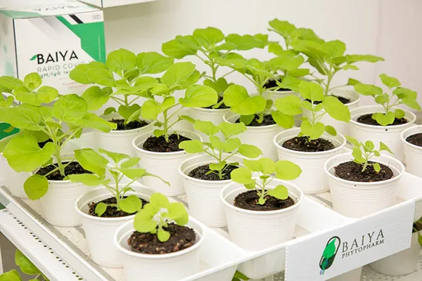 Baiya Phytopharm Co., Ltd., the first plant-produced biologics company in Southeast. Asia, began the vaccine development from Nicotiana benthamiana leaves