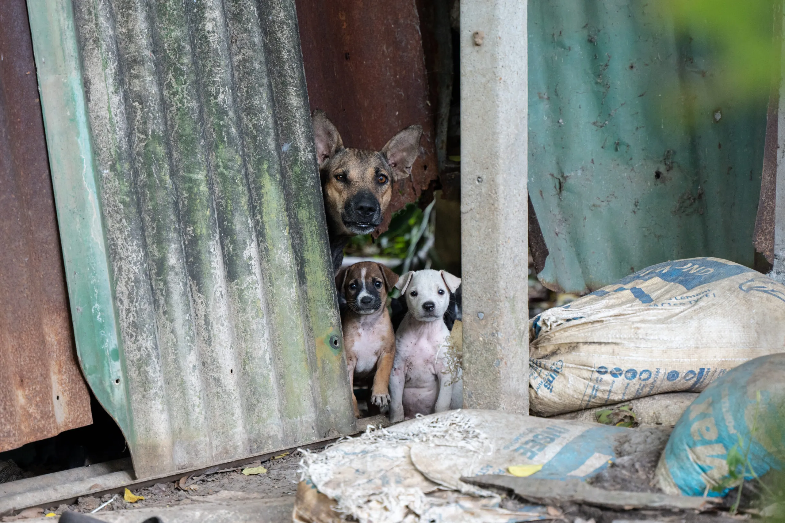 Bangkok is home to a large population of stray animals.