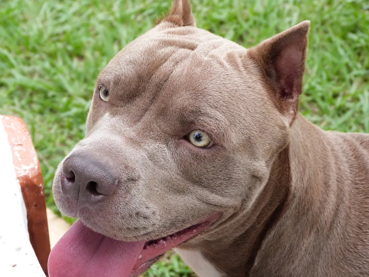 A Brown Pit Bull dog