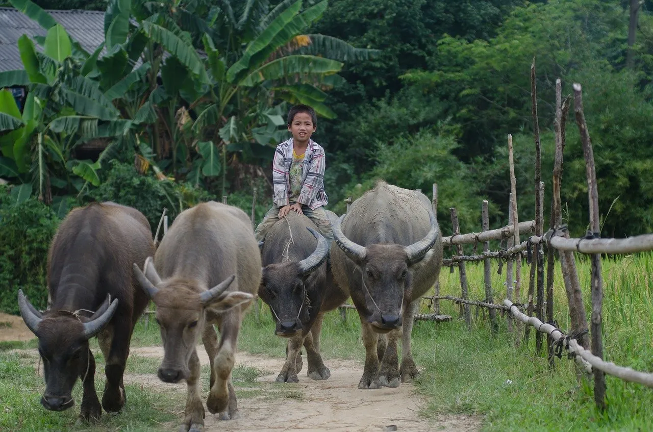 Boy riding a buffalo in Thailand