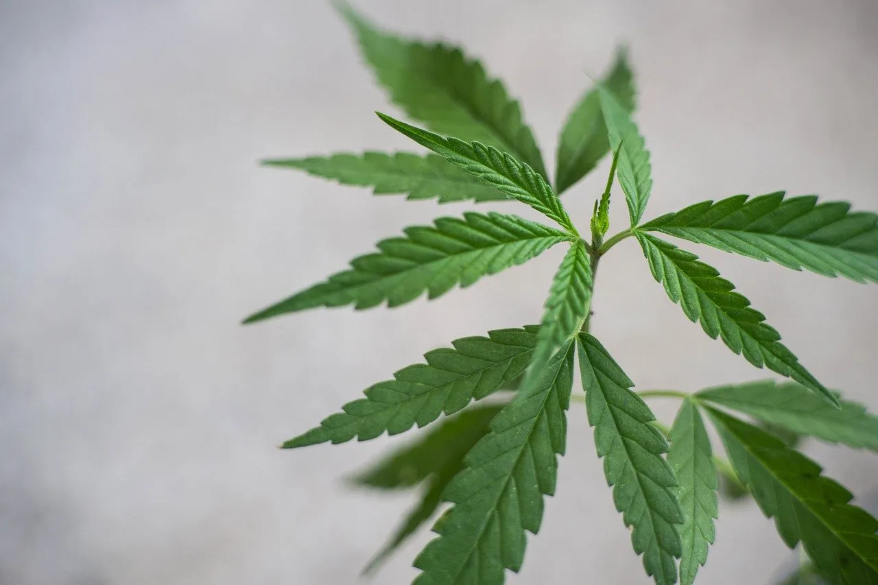 Cannabidiol (CBD) Cannabis (Marijuana) in Thailand