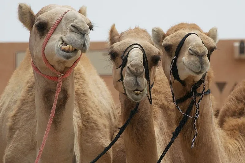 Camels in Al Ain, UAE