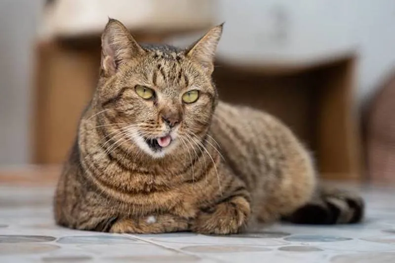 A cat in Vietnam.
