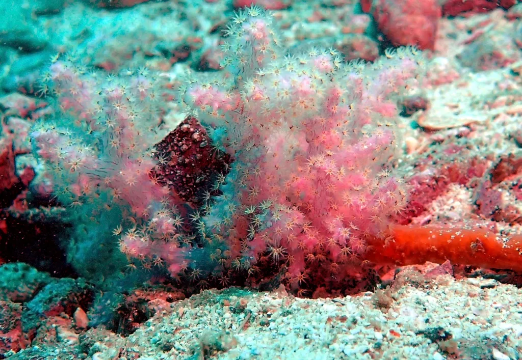 Coral in Thailand