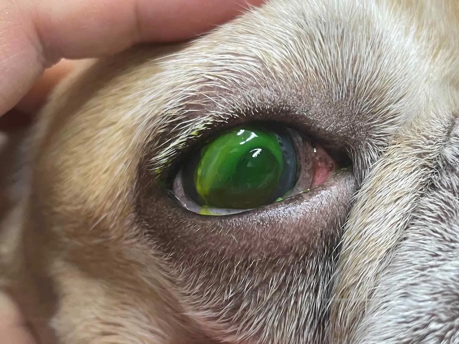 Corneal ulcers in dogs.