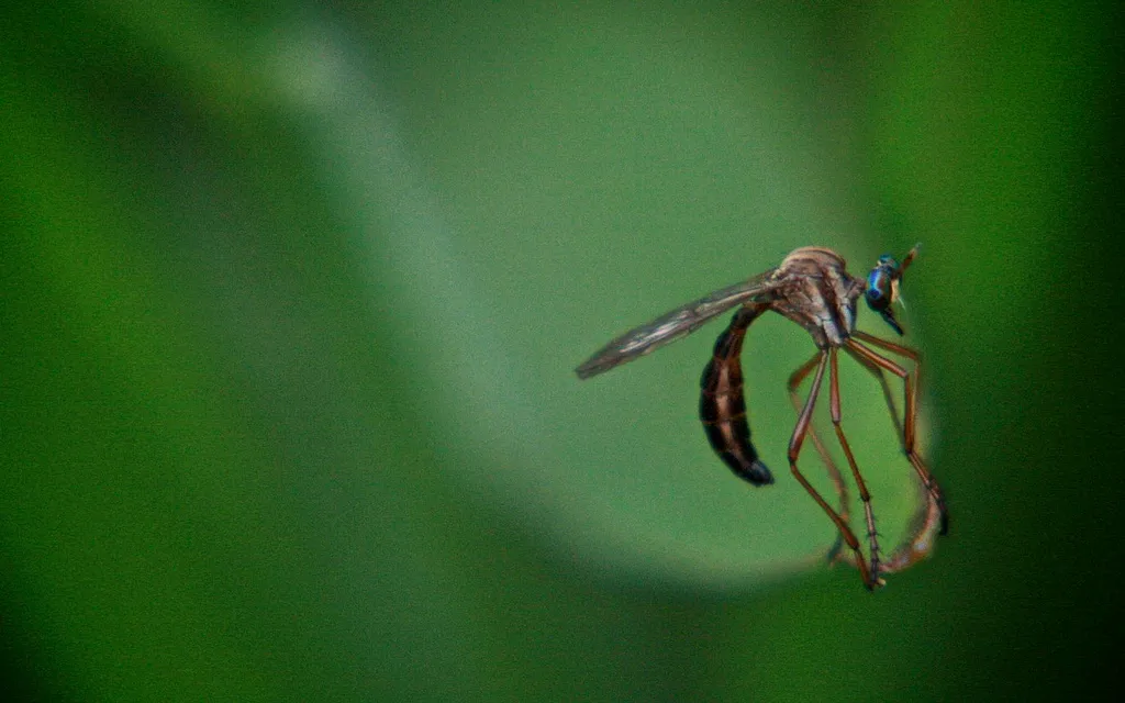 Dengue fever mosquito close-up