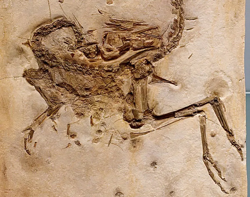 Compsognathus