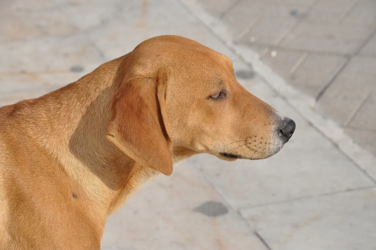 A dog on the street