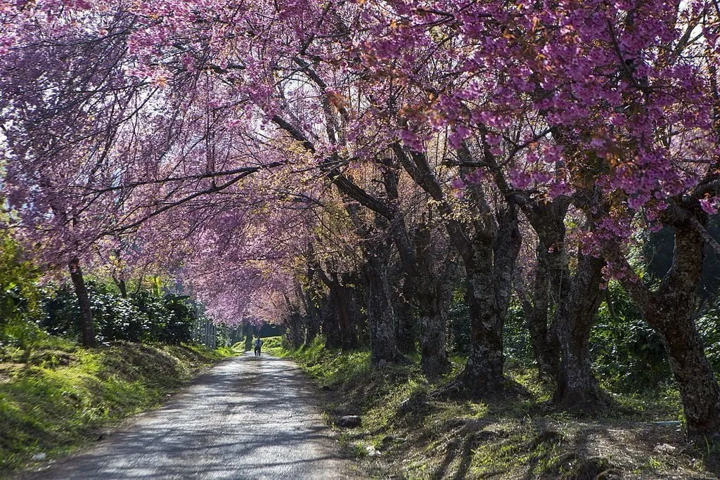 Doi Inthanon National Park, Chiang Mai