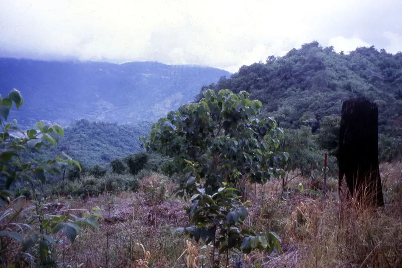 Doi Suthep-Pui National Park