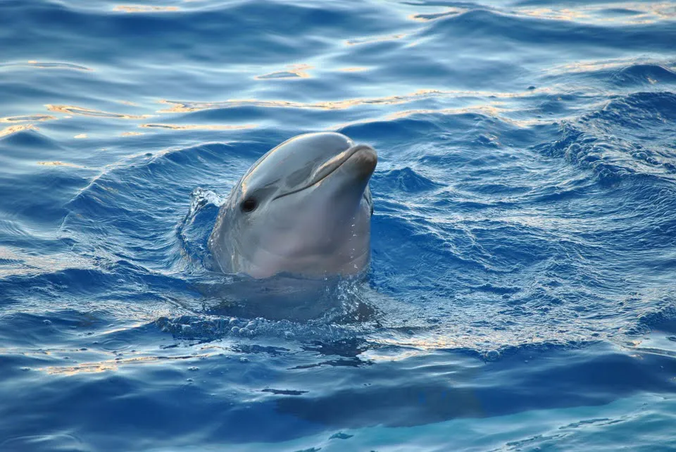Dolphin in the sea