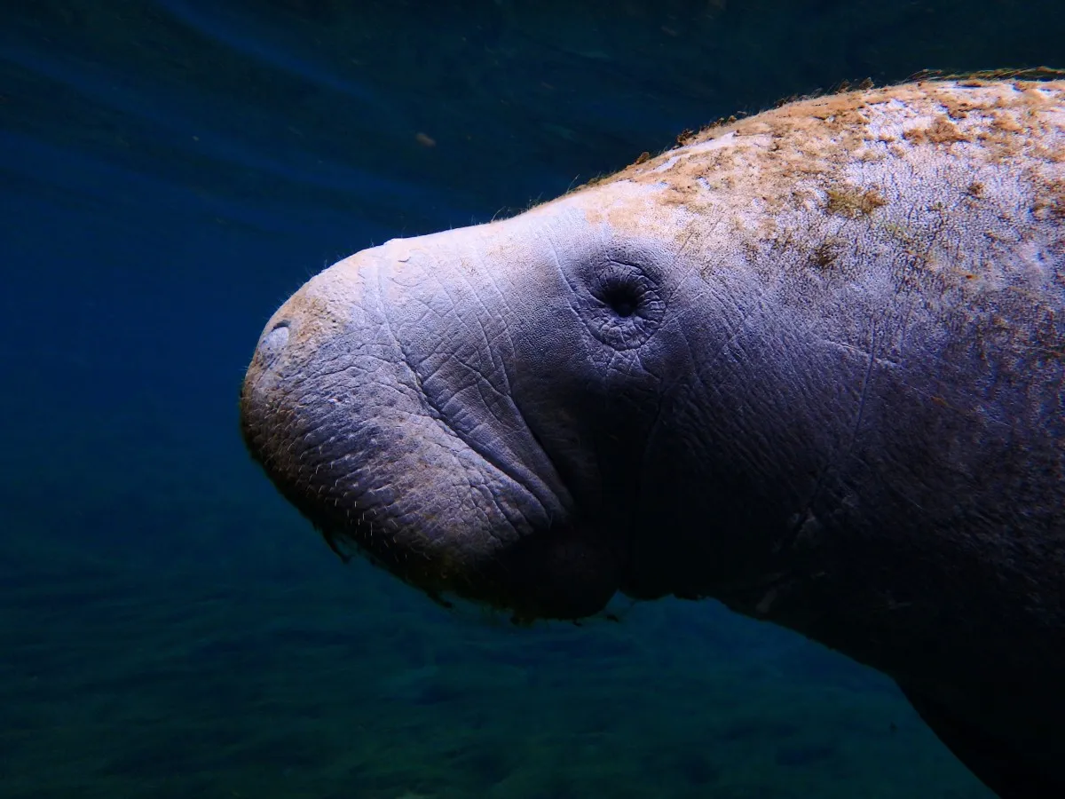 Dugong, a medium-sized marine mammal
