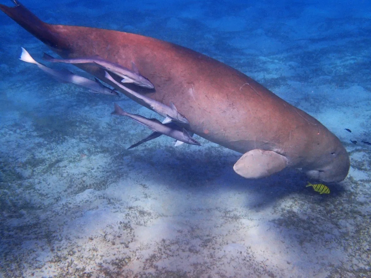 A dugong underwater surrounded by small tropical fish