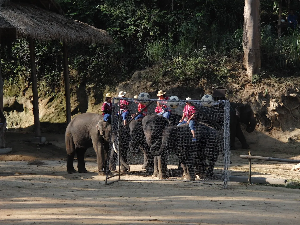 Elephants playing football in Thailand