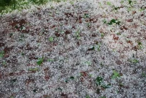 The result of a hailstorm