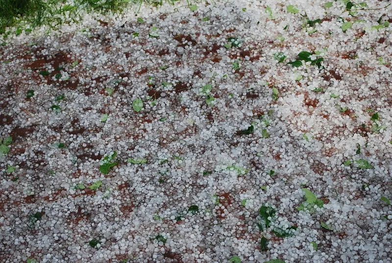 The result of a hailstorm