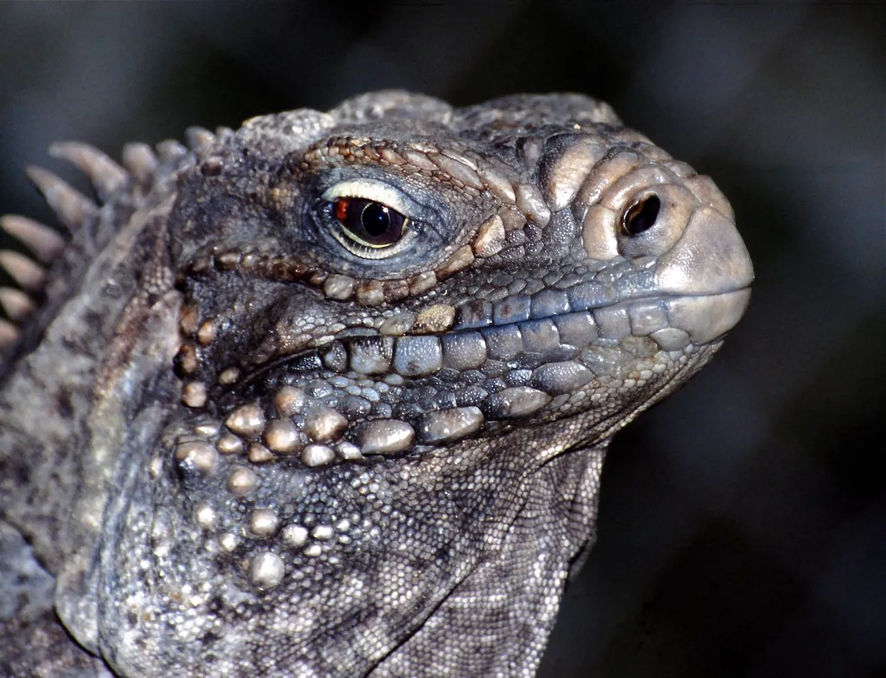 Rhinoceros Iguana (Cyclura cornuta) in Thailand.