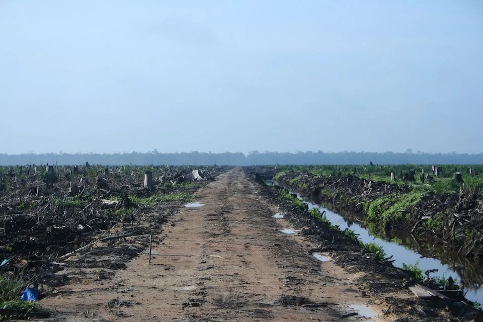 Palm oil plantation in Indonesia