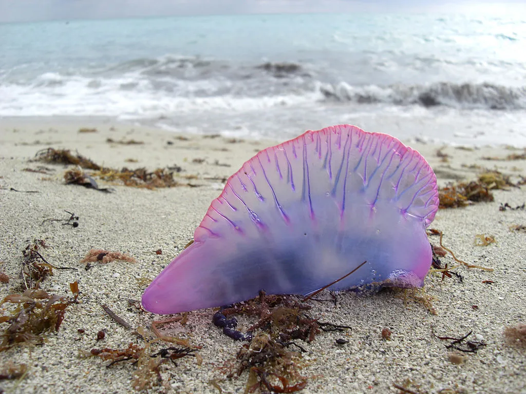 Portuguese Man O' War or Bluebottle jellyfish