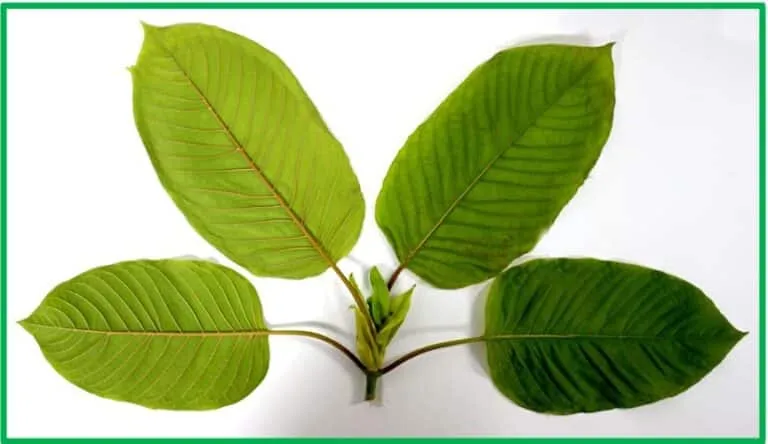 Kratom leaf hut.