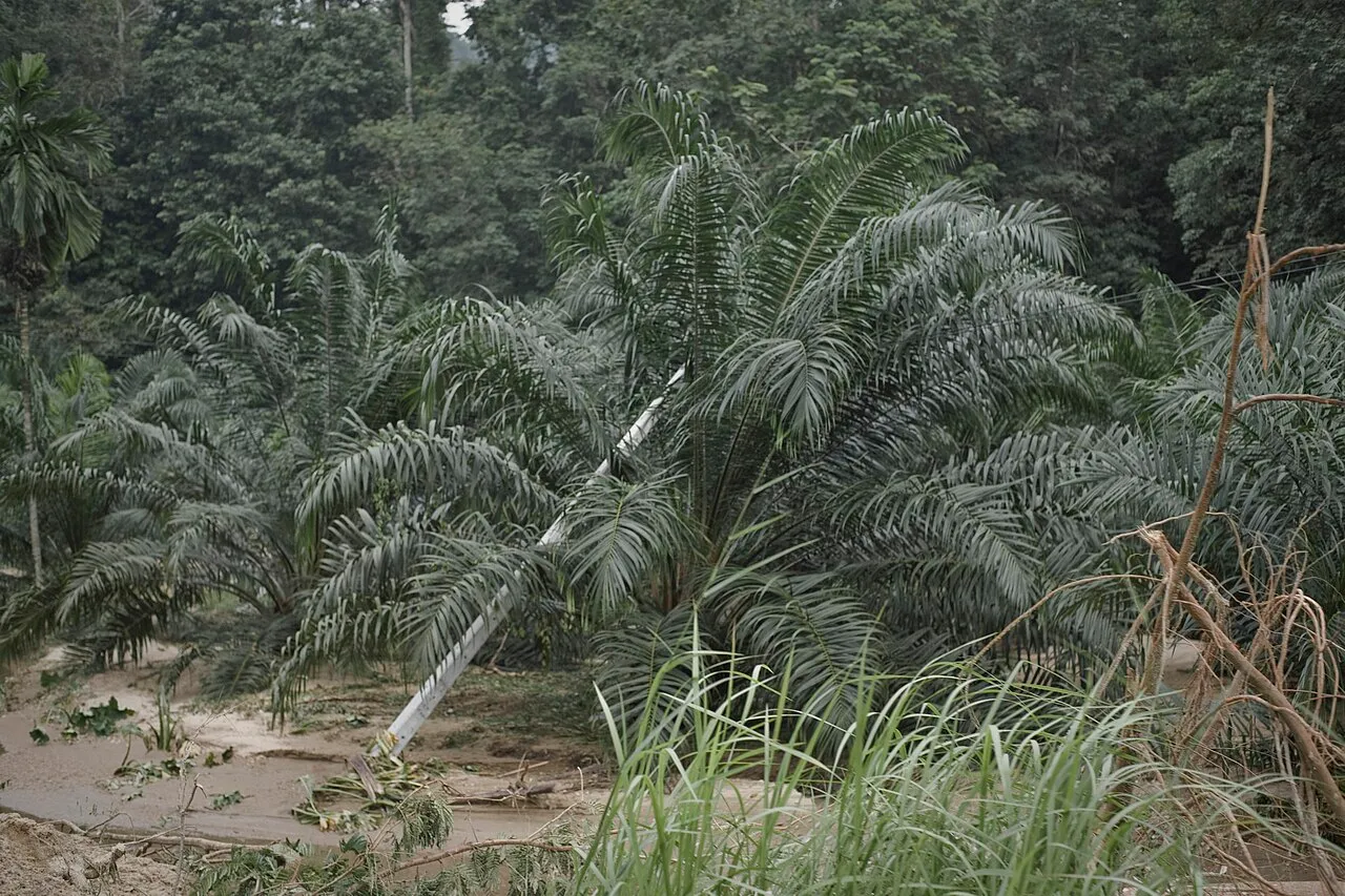 Landslide in Nakhon Si Thammarat.