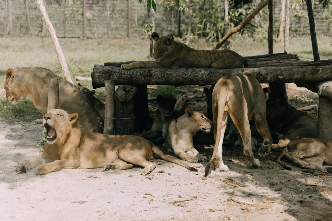 Lions at a Zoo.