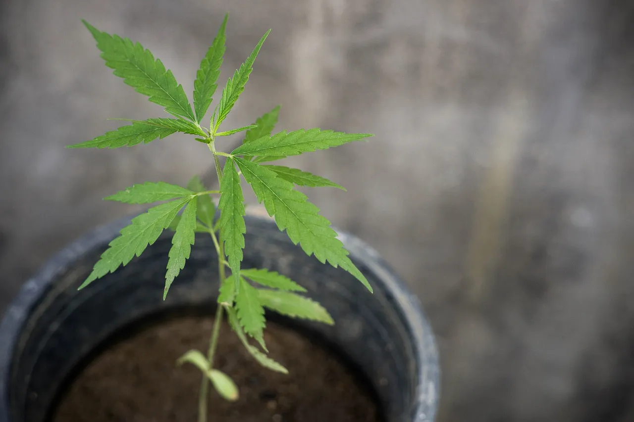 Marijuana plant in Thailand