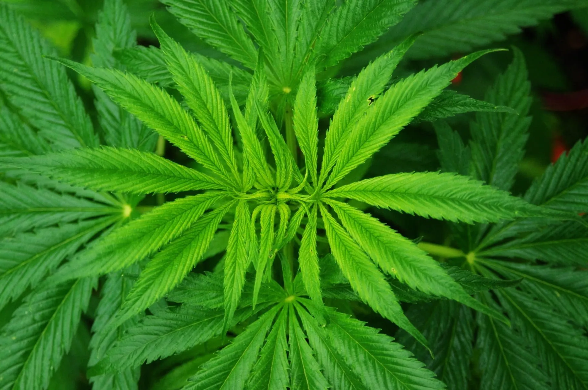 Cannabis Sativa Plant