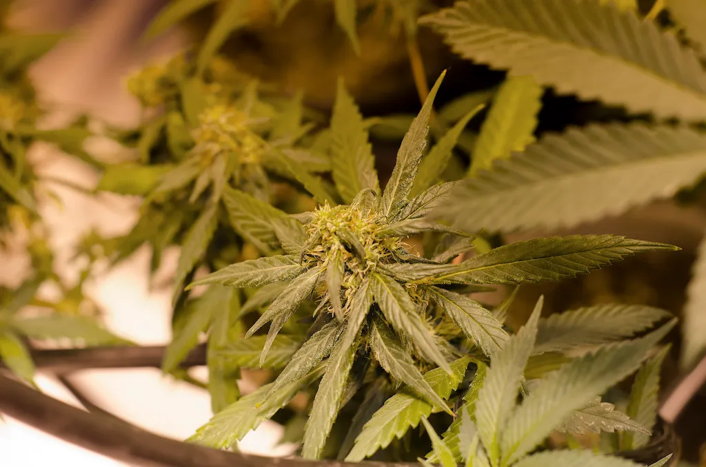 Legal marijuana grow in Colorado