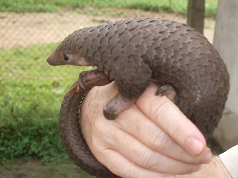 Tree pangolin (Manis tricuspis)