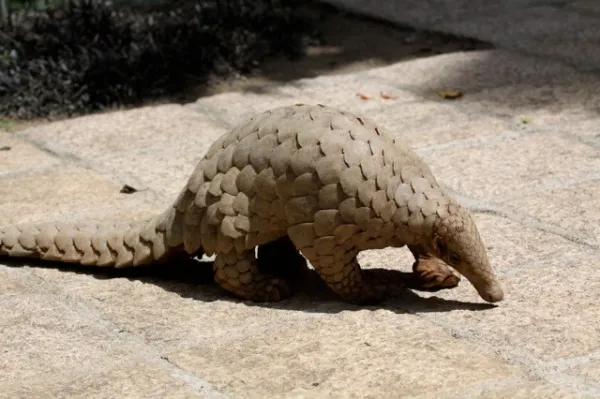 Indian Pangolin (Manis crassicaudata)