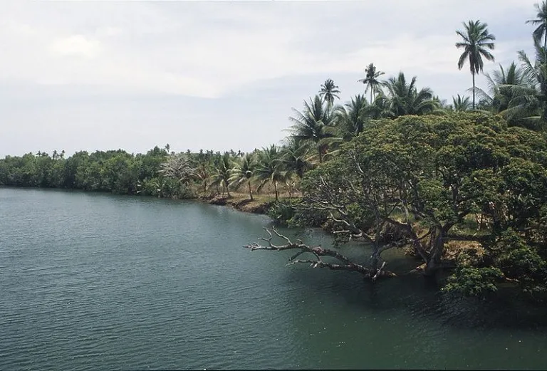 Palawan river bank