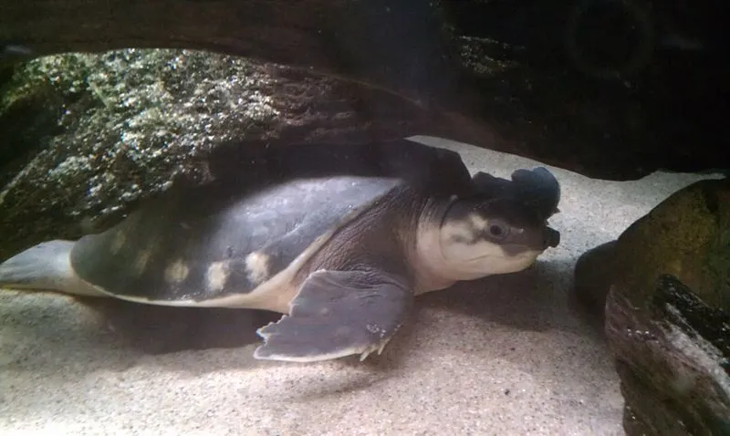 Pig-nosed turtle