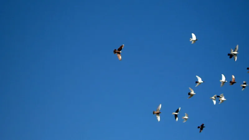 Pigeon racing