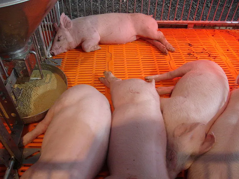 Pig farming in Chiang Mai