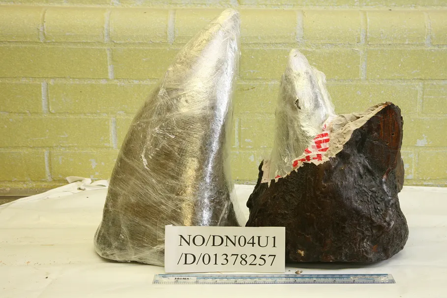 Rhino horns